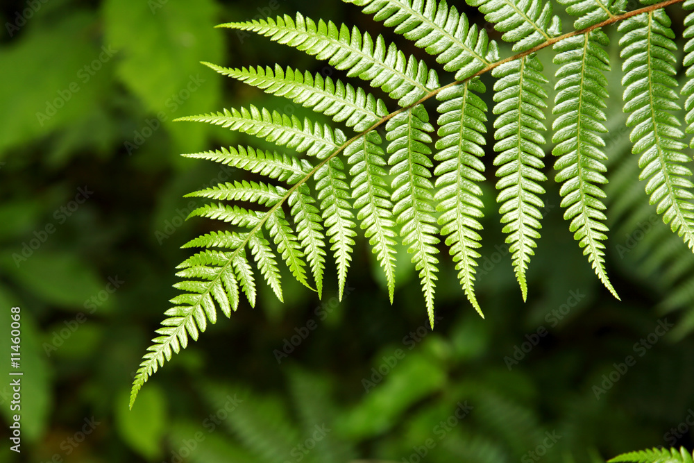 Fern leaves Fern leaves