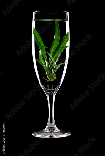 sprout in glass