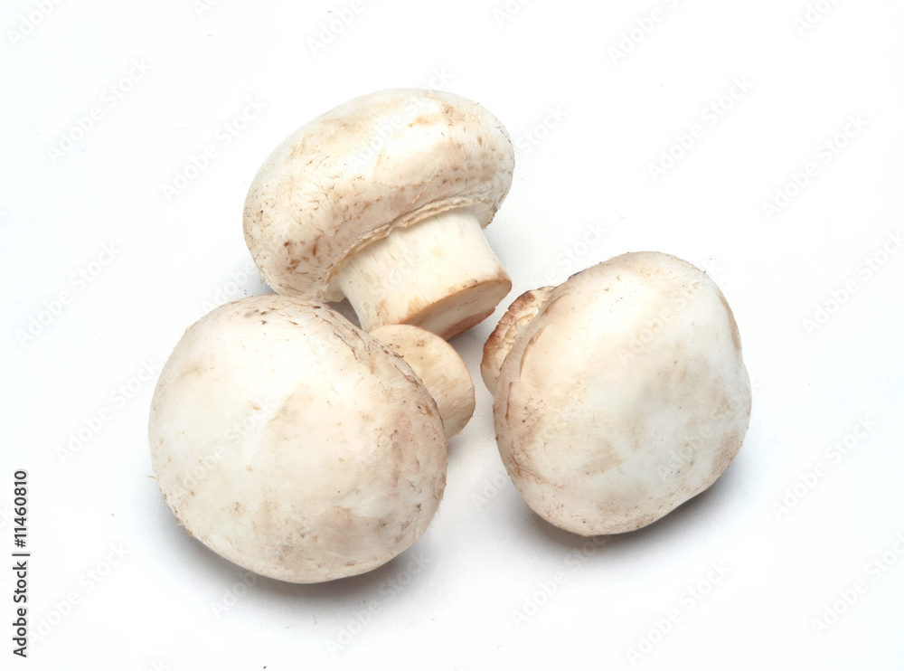 mushroom mushroom