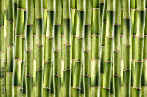 Fototapeta Naklejka Na Ścianę i Meble -  Bamboo shoots