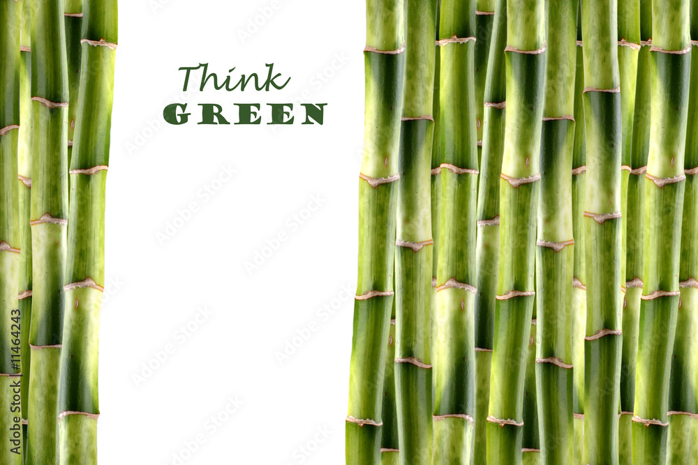 Obraz premium Pędy bambusa