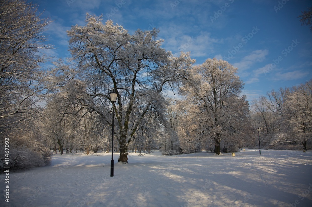 Obraz premium winter park 2