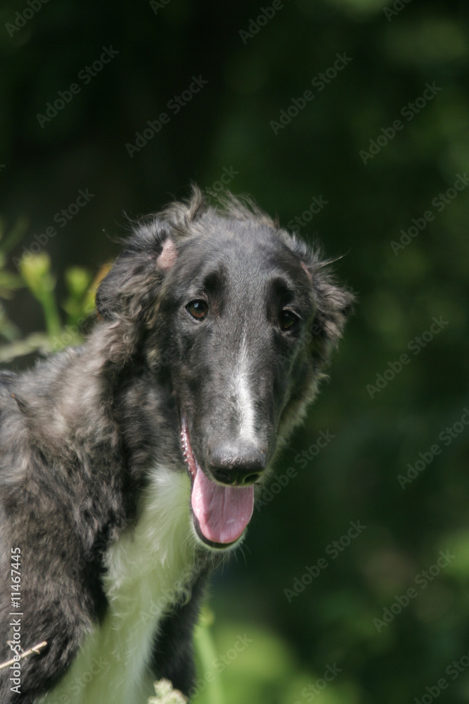 Fototapeta premium Lévrier russe en portrait de face