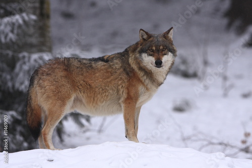 Wolf © Friedrich Hartl