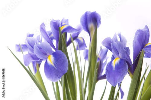 Fototapeta Naklejka Na Ścianę i Meble -  Art irises