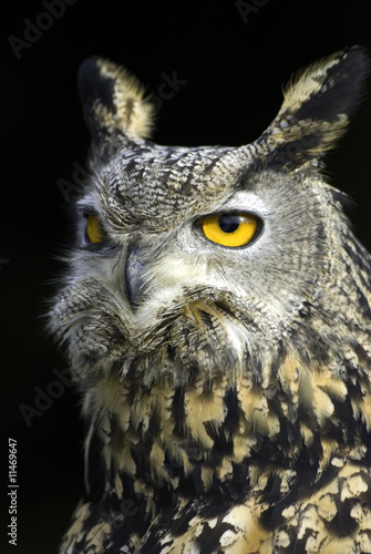 long eared owl © martin1985