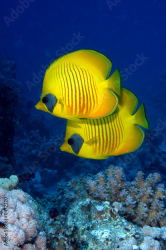Pair of masked butterflyfish