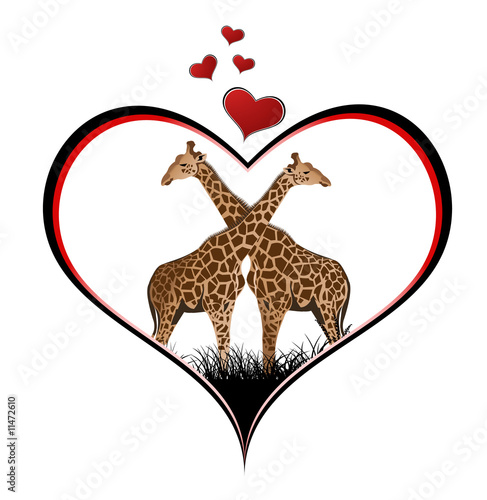 Photography Valentine giraffe