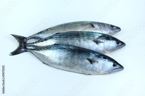 pelamyd
