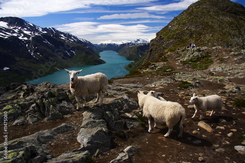 Sheep in Jotunheim national park, Norway