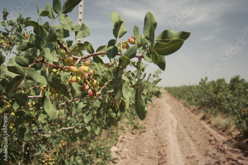 Pistachio Trees in Iran