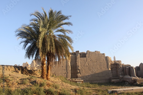 palmiers et temple de karnak