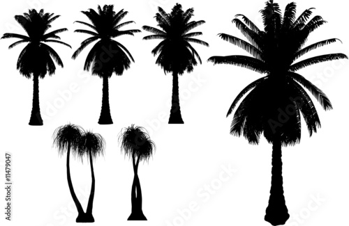Fototapeta Naklejka Na Ścianę i Meble -  6  vector tropical palms and trees