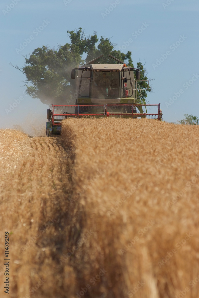 Obraz premium moissonneuse en action