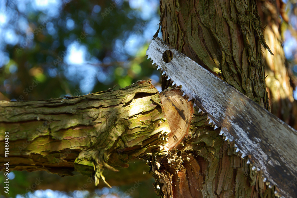 Ast absägen - saw off the branch 04 Stock-Foto | Adobe Stock