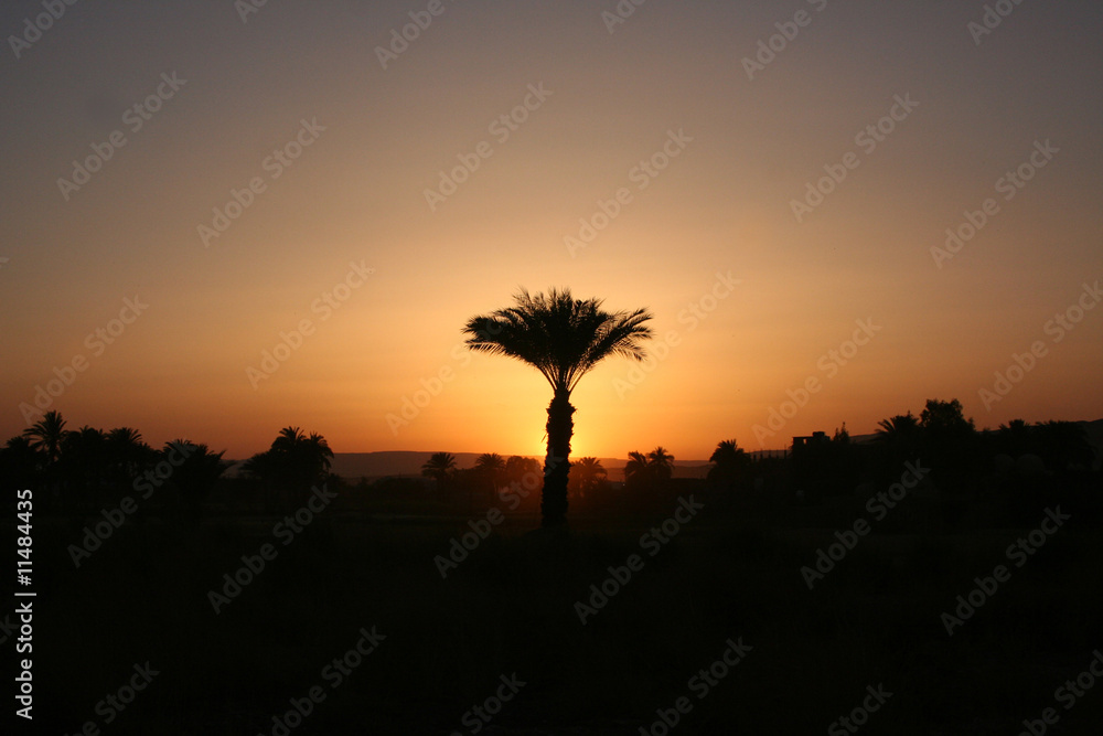 Palme im Abendlicht nahe dem Tal der Könige - Ägypten