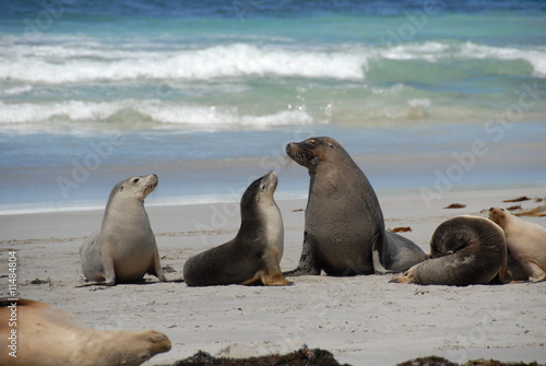 Otaries à Seal Bay sur Kangaroo Island 4