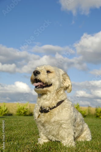 Bichon dog © Lars Christensen