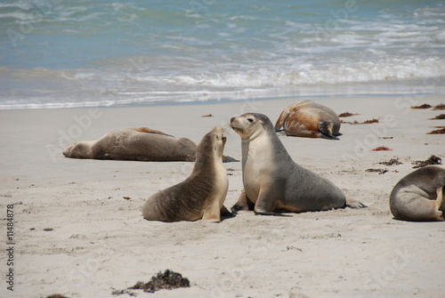 Otaries à Seal Bay sur Kangaroo Island 10