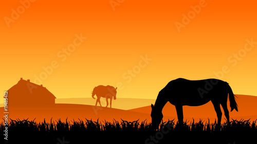 two horses on pasture at sunset in summer