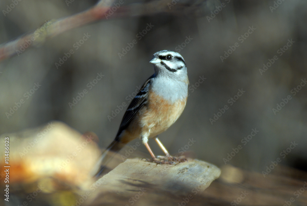 Obraz premium Escribano montesinos