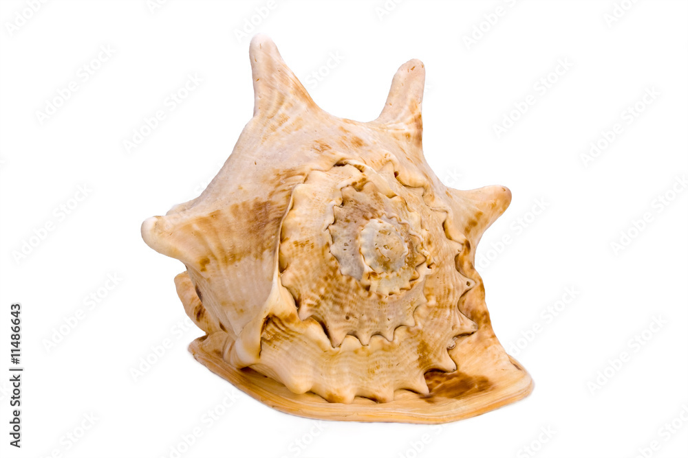 Seashell isolated