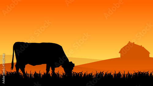 cow on pasture at sunset in summer © Alex White