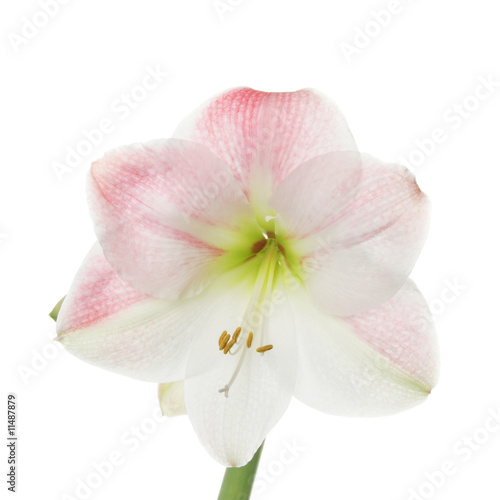 Amarylis flower