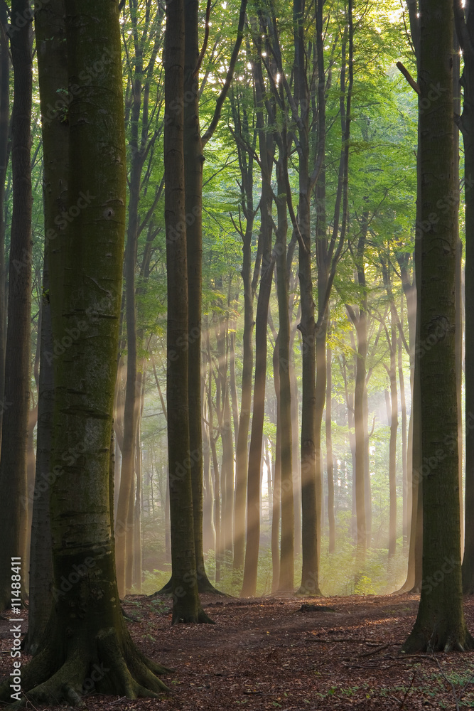 Misty morning Misty morning