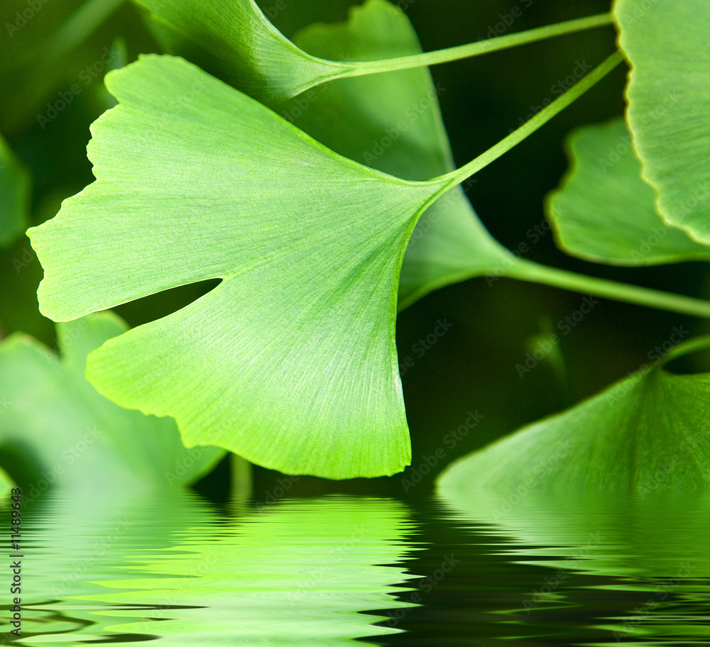 Fototapeta premium ginkgoblatt