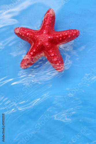 Cute starfish in the water