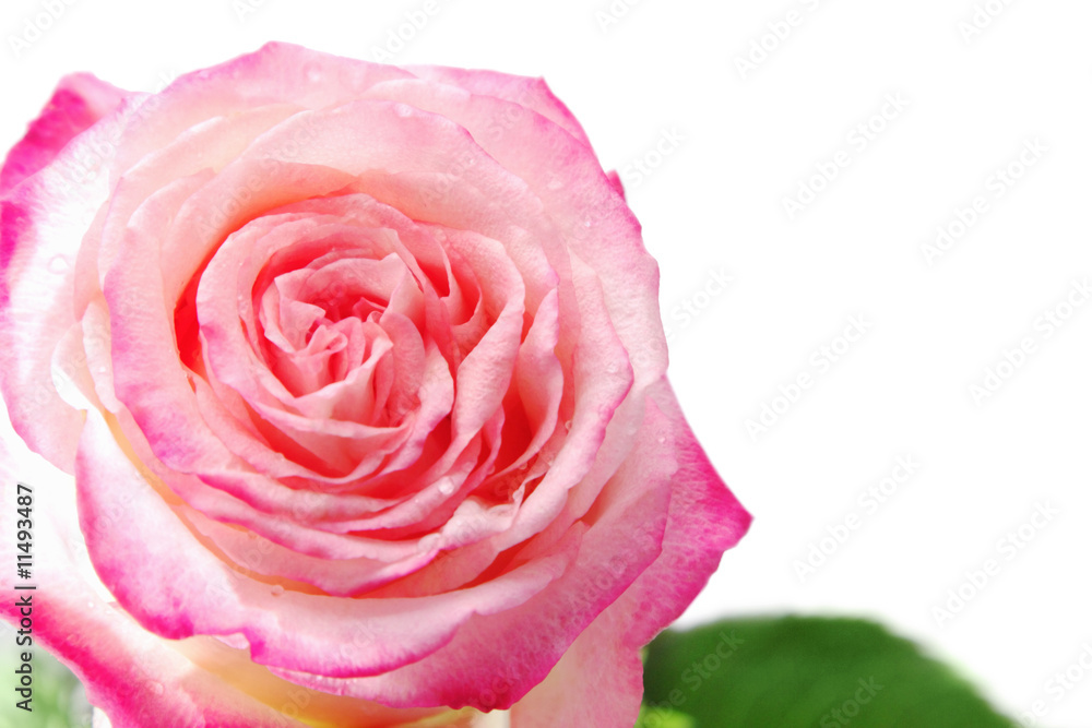 Rose Rose