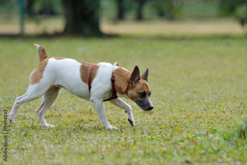 dog sniffing on the grassland dog sniffing on the grassland