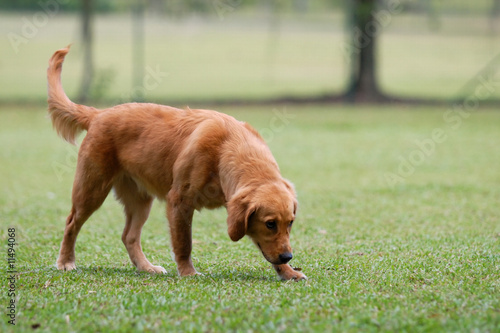 Photography dog sniffing on the grassland