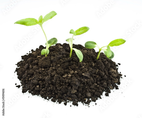 young sunflowers sprouts in the soil isolated over white