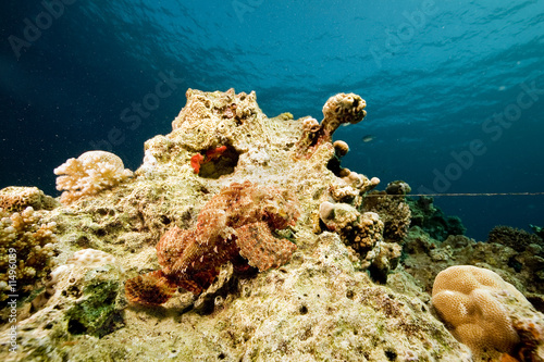 bearded scorpionfish