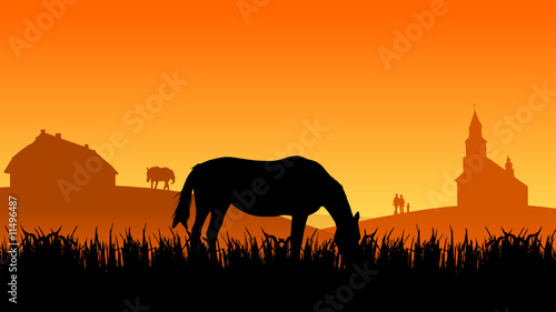 horse on pasture at sunset in summer
