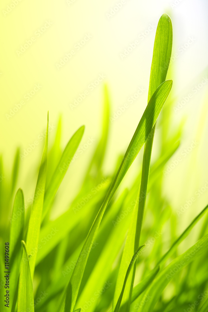 Grass in sunlight Grass in sunlight