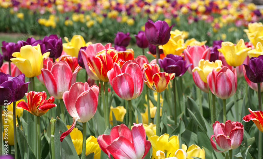 Fototapeta premium Tulips Standing Tall