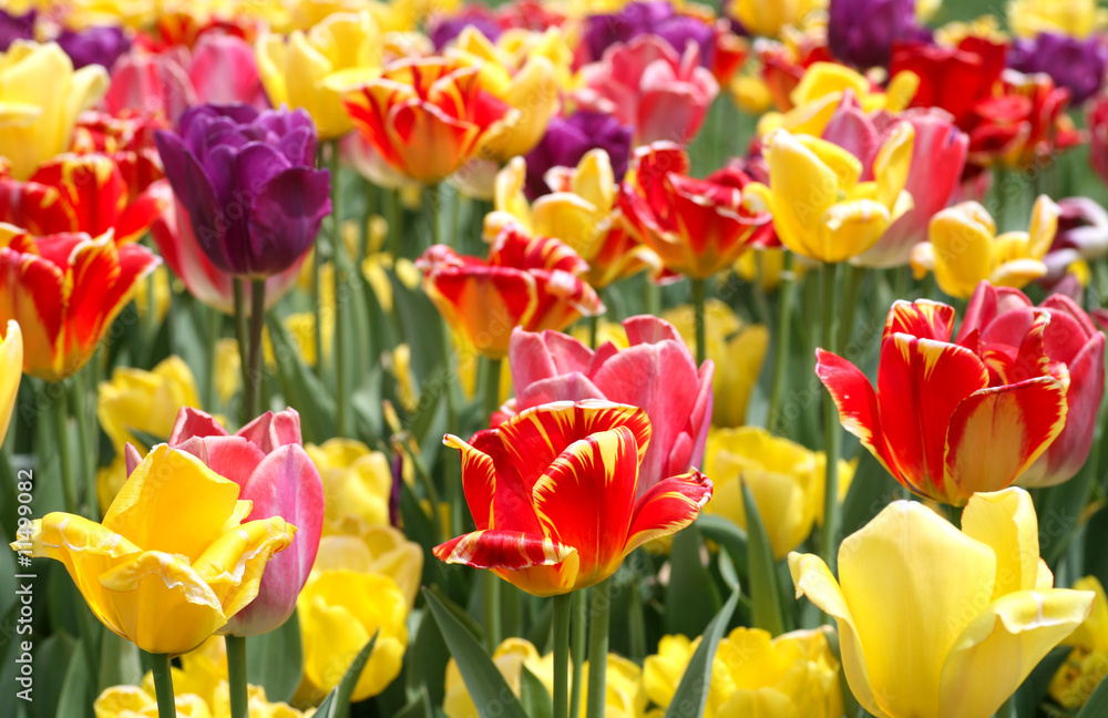 Fototapeta premium Tulips