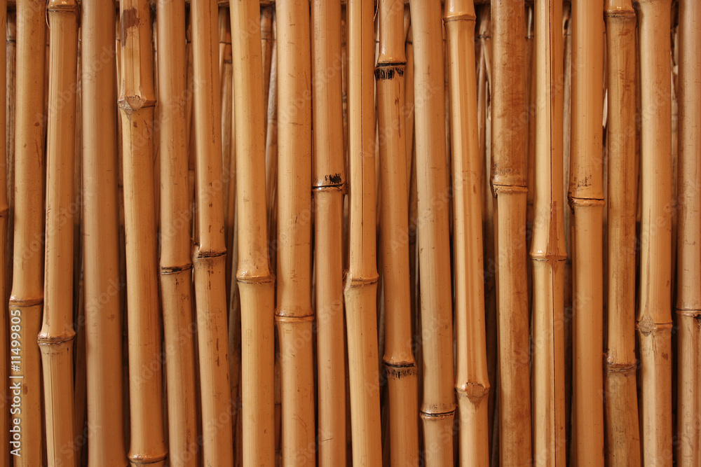 Fototapeta premium Bamboo background