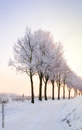 row of winter trees with pale sunset