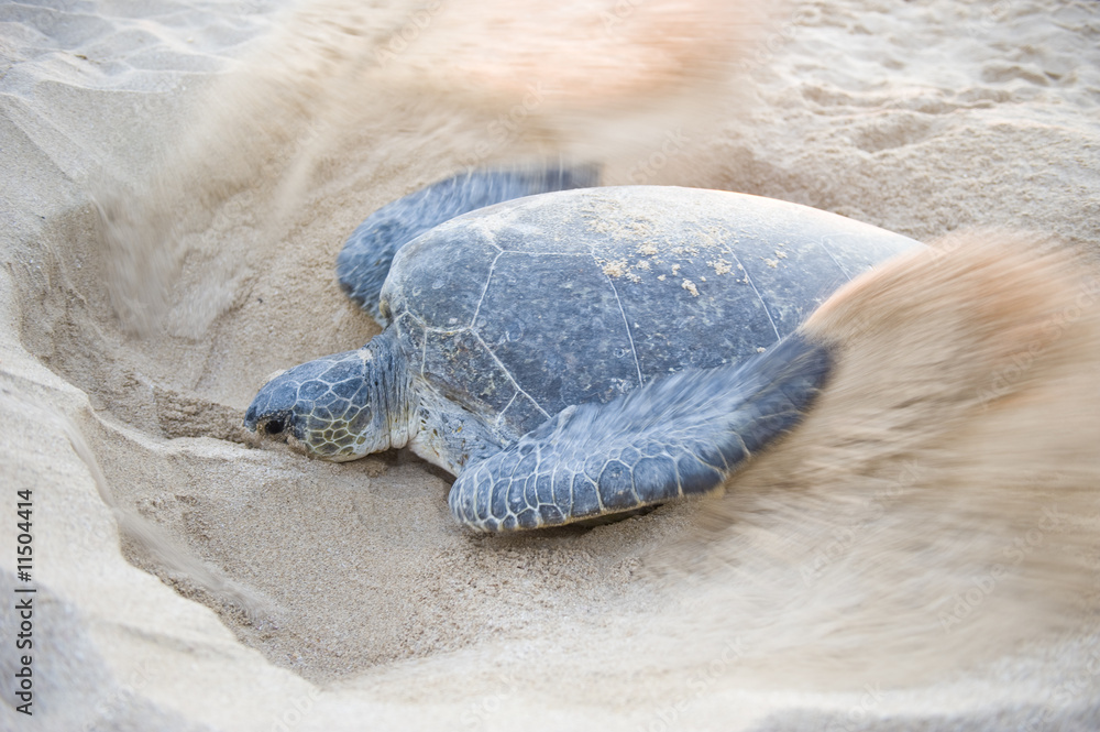 Fototapeta premium Endangered Green Back turtle