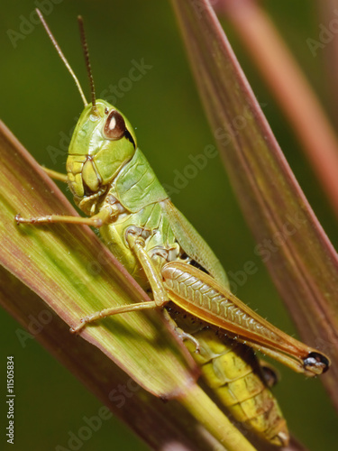 Katydid- insect © Digital Photo