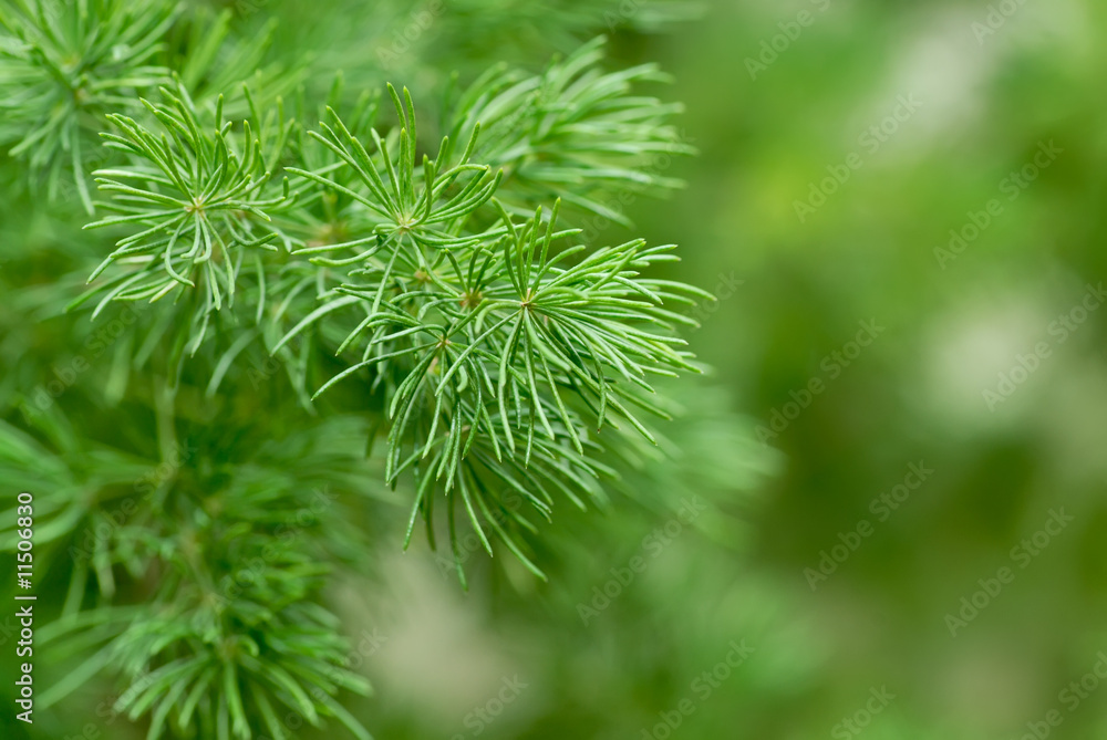 Green branch Green branch