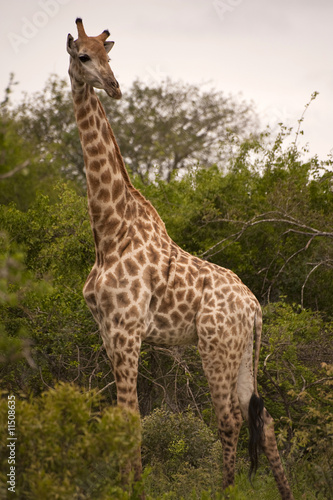 Giraffe in kruger national park © senai aksoy