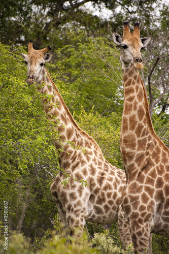 Giraffe in kruger national park