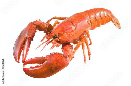 A large cooked red lobster over white