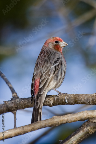 House Finch
