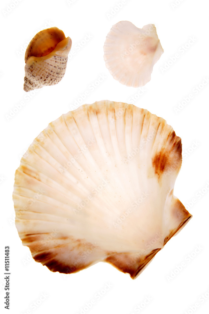 Seashells isolated on white background Seashells isolated on white background